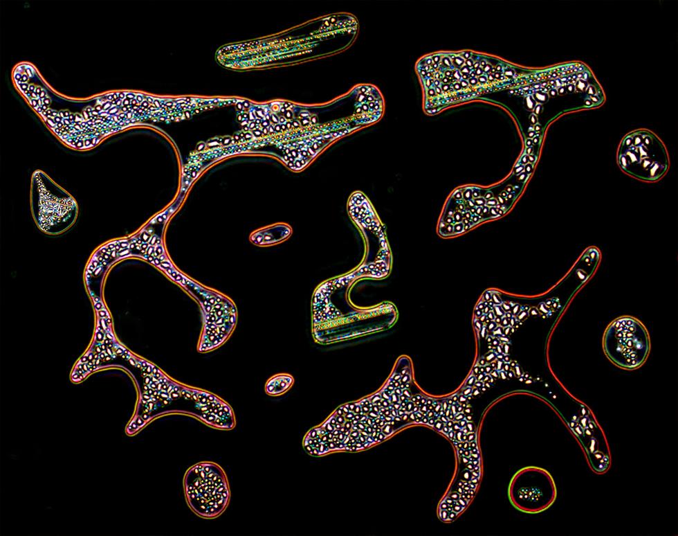 Microscope Magic - Sonya James